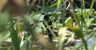 বিলুপ্তপ্রায় পাখিদের বাঁচাতে বরগুনায় গড়ে উঠেছে পাখি অভয়ারণ্য